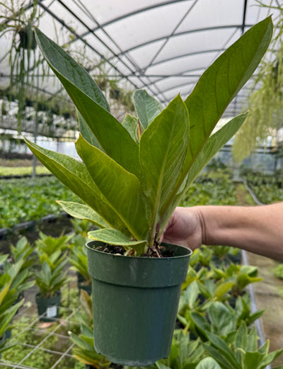 6" Anthurium Cobra